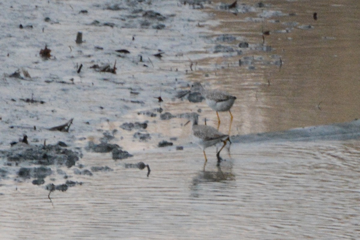 Greater Yellowlegs - ML620281178