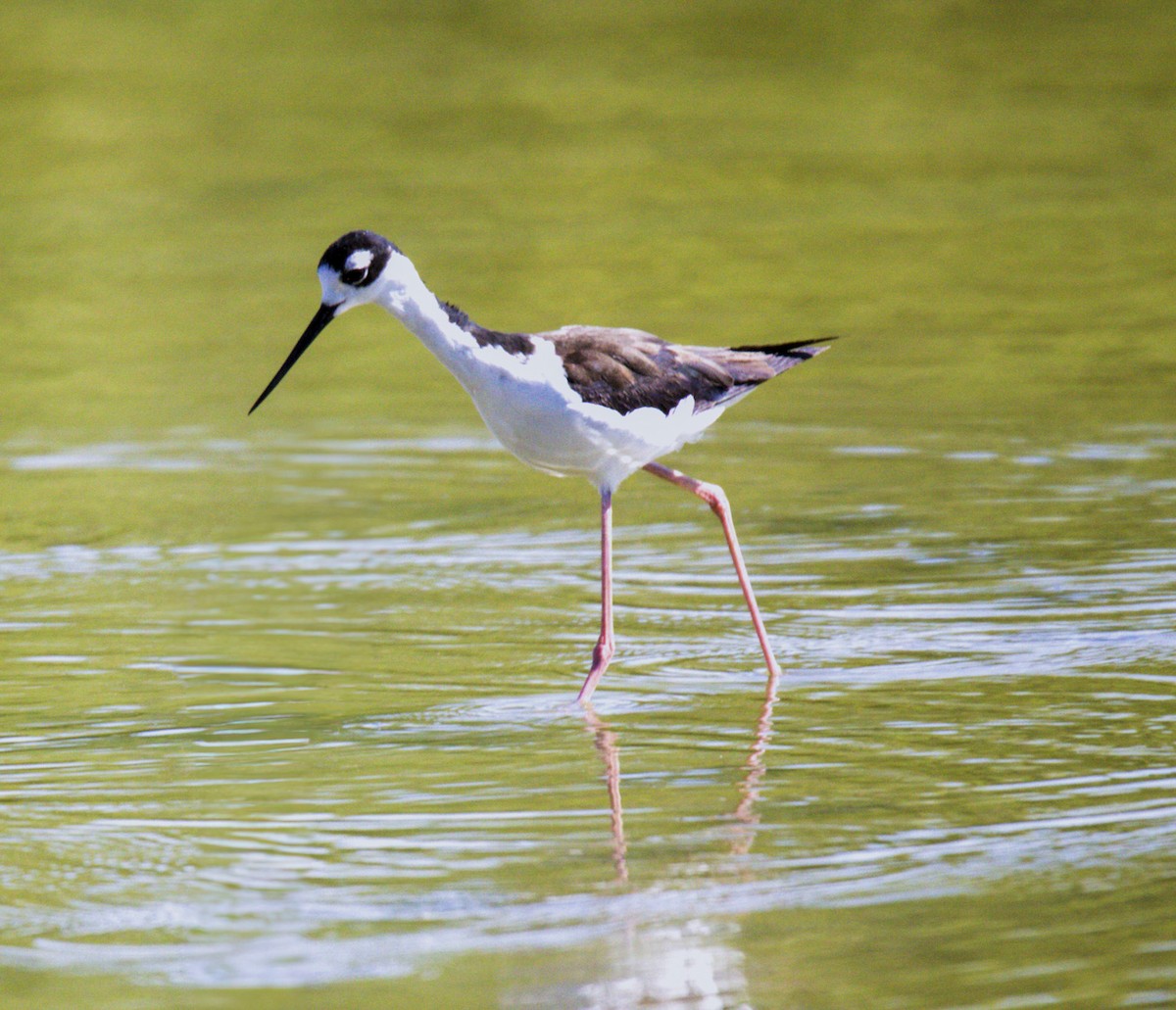 Black-necked Stilt - ML620281181