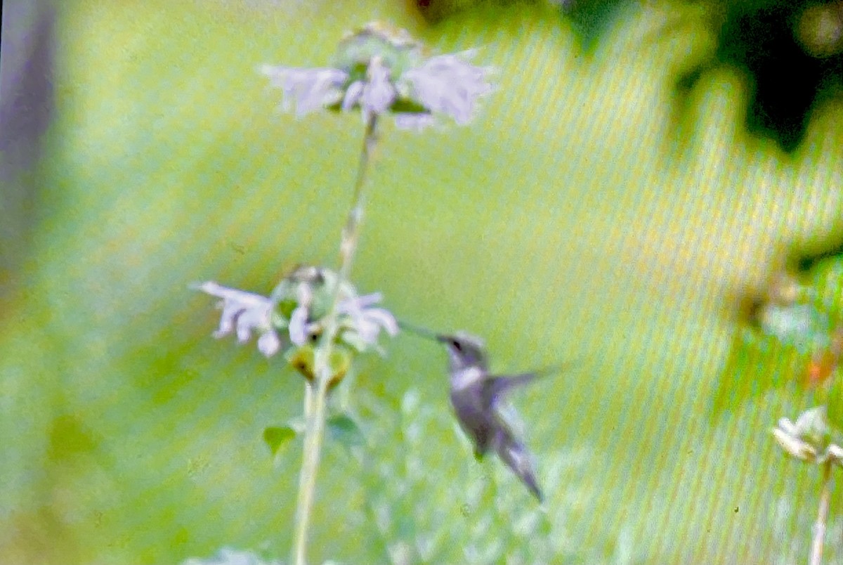 Ruby-throated Hummingbird - ML620281185