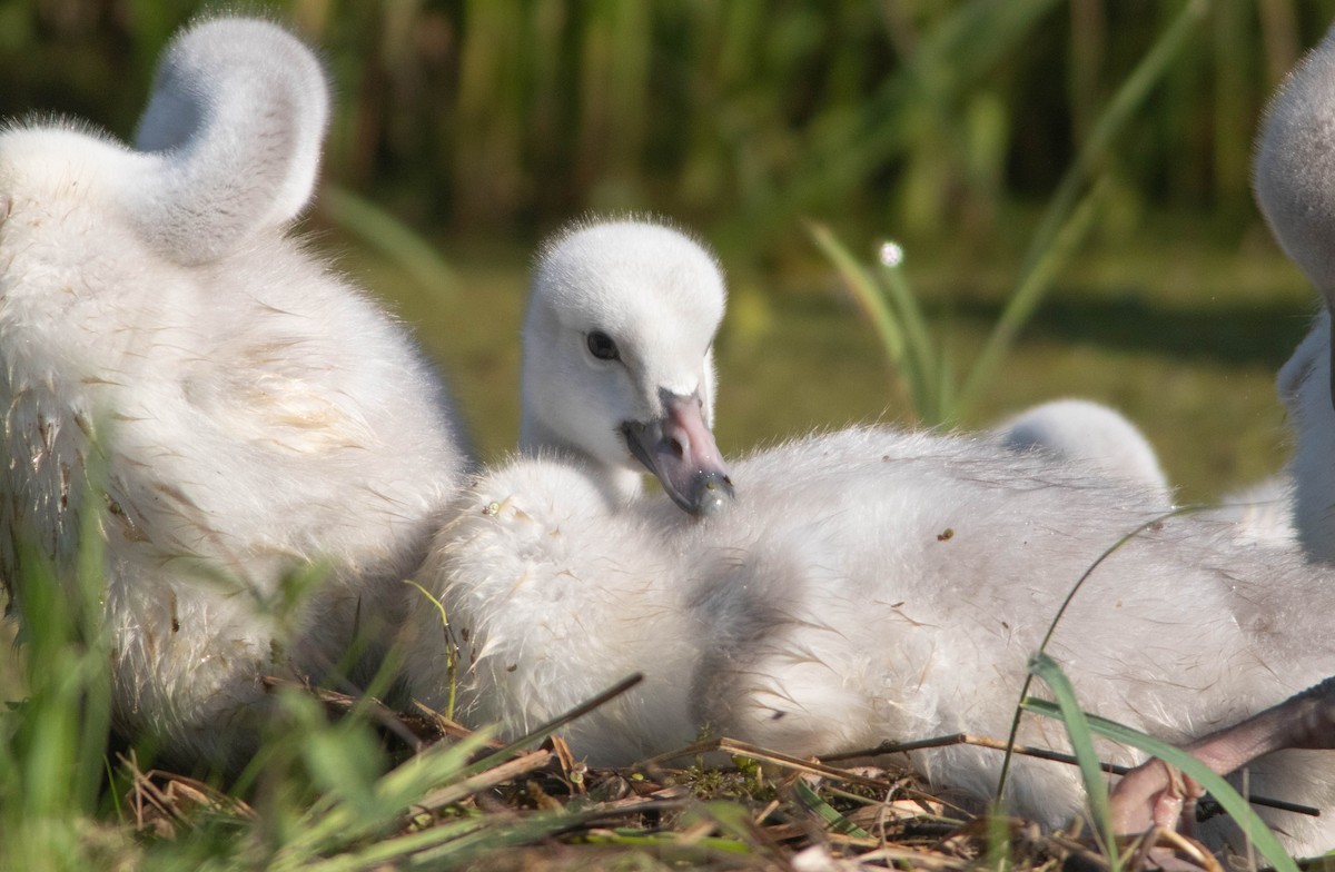 Trumpeter Swan - ML620281187