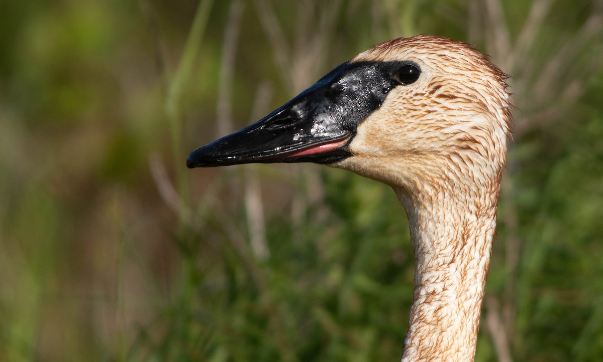 Cygne trompette - ML620281188