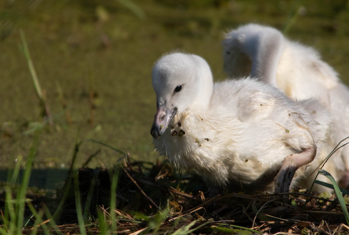 Trumpeter Swan - ML620281190