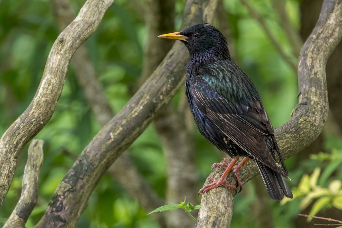 European Starling - ML620281199