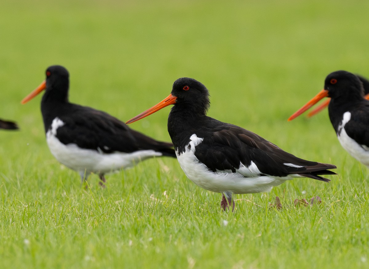 South Island Oystercatcher - ML620281201