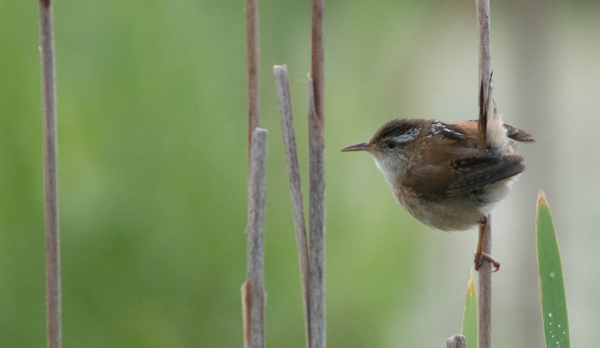 Marsh Wren - ML620281203