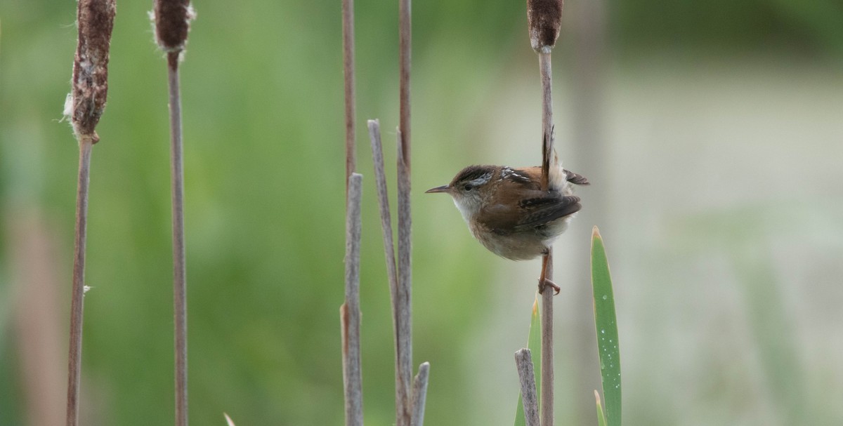 Marsh Wren - ML620281204