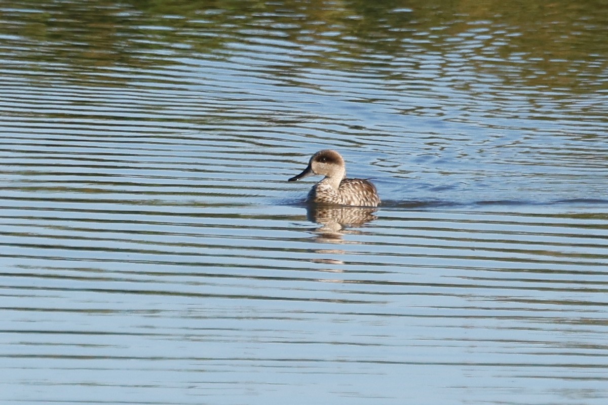 Marbled Duck - Denis Tétreault