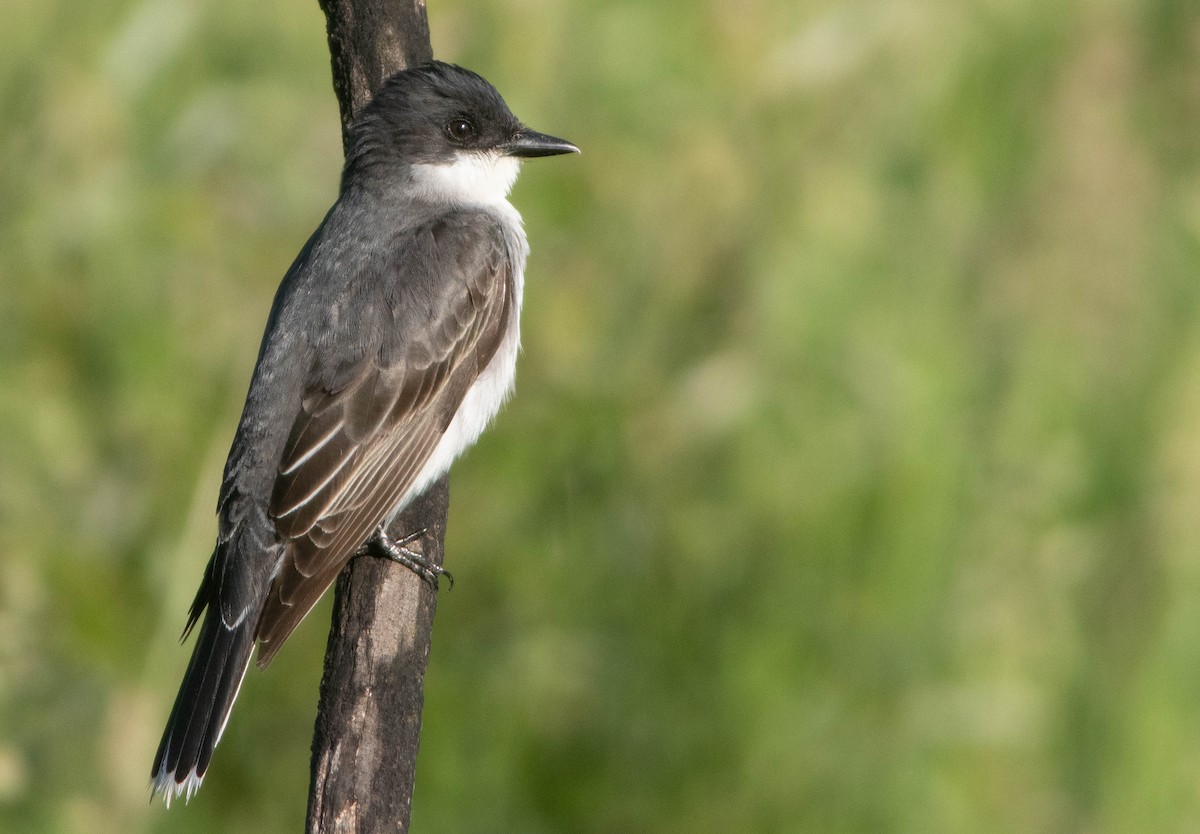 Eastern Kingbird - ML620281211