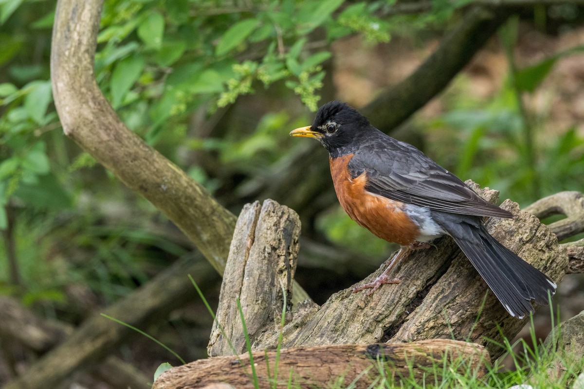 American Robin - ML620281212