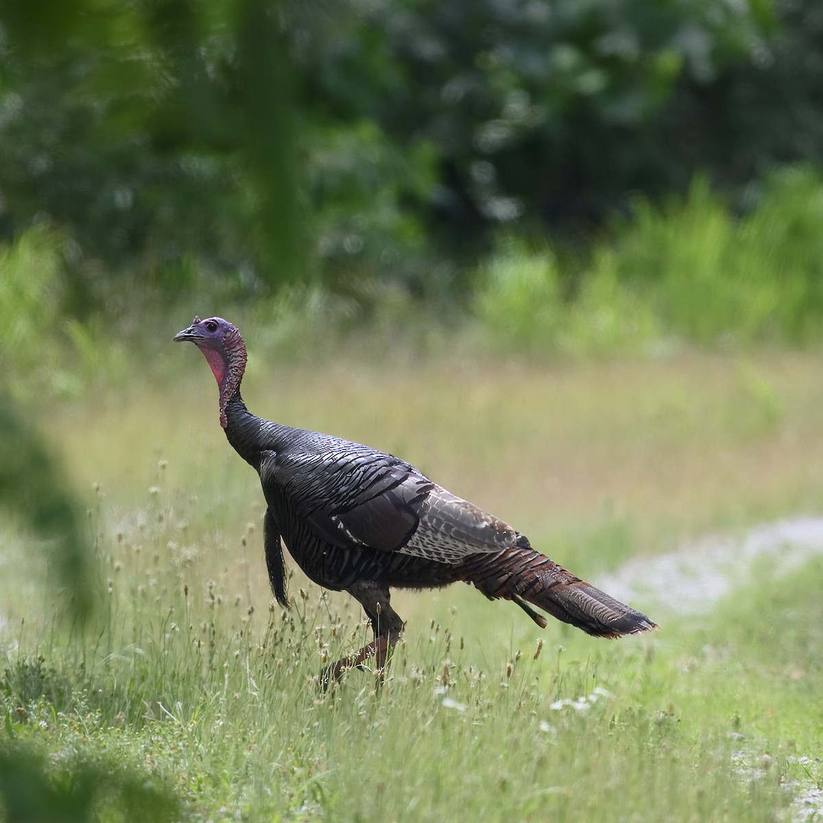 Guajolote Gallipavo - ML620281213