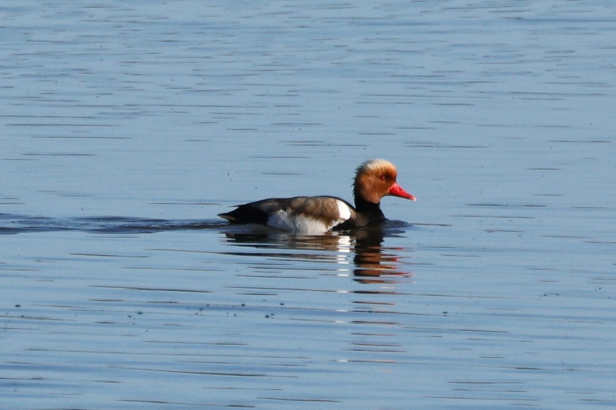 アカハシハジロ - ML620281214