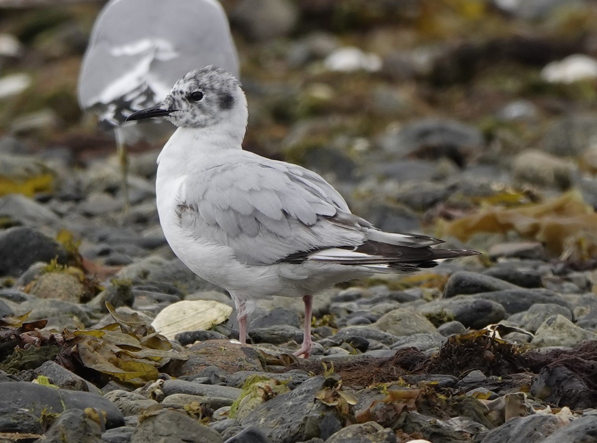 Bonaparte's Gull - ML620281215