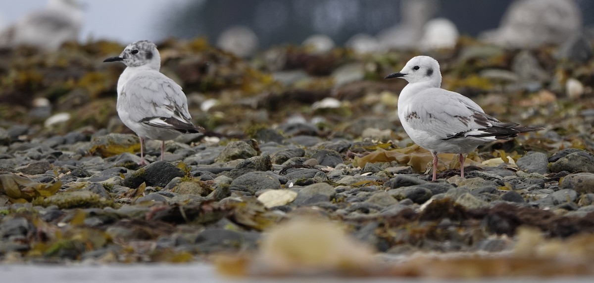 Bonaparte's Gull - ML620281217