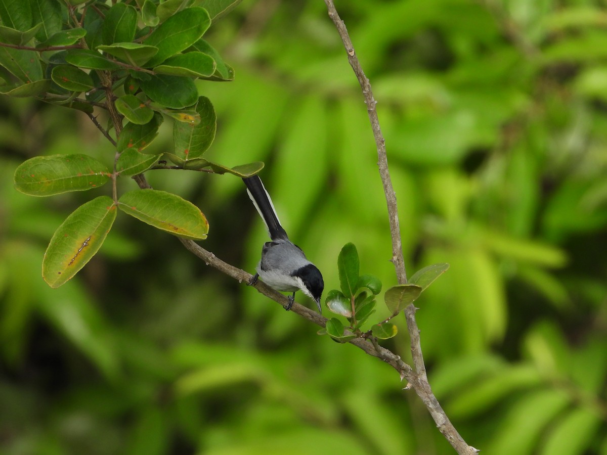 Tropical Gnatcatcher - ML620281218