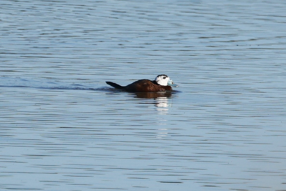 White-headed Duck - ML620281220