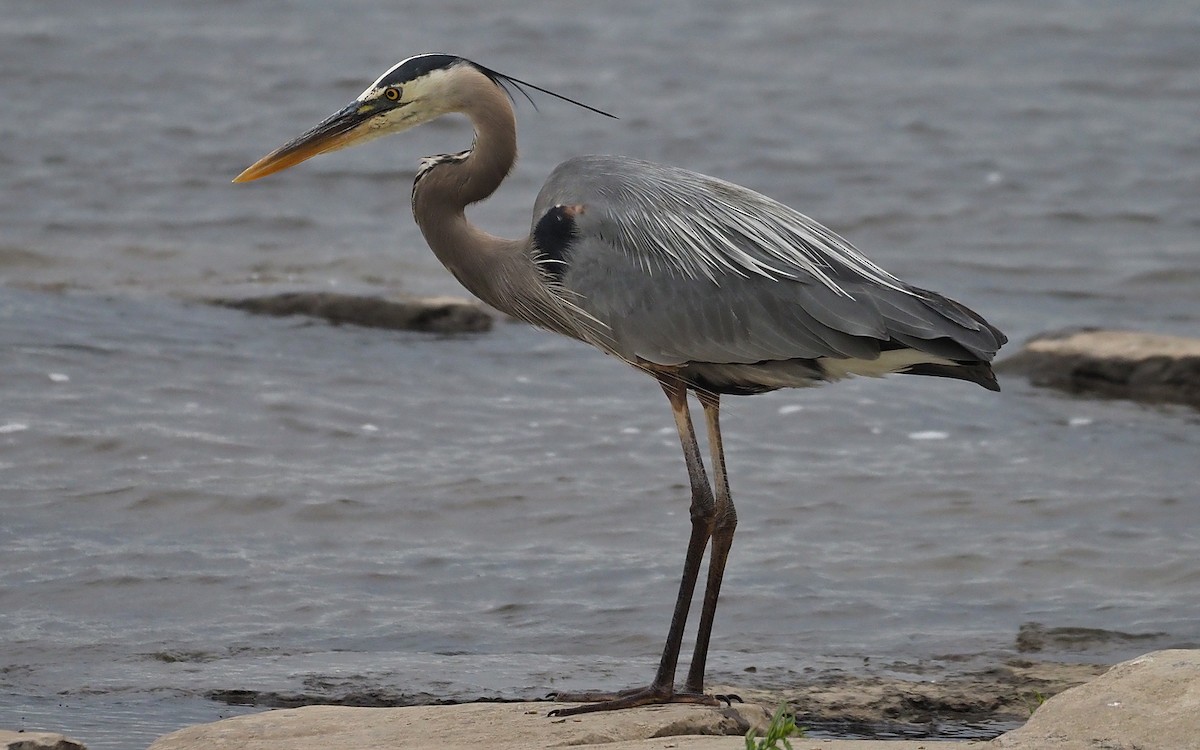 Garza Azulada - ML620281224