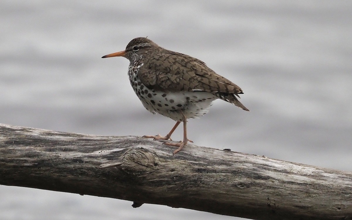 Spotted Sandpiper - ML620281229