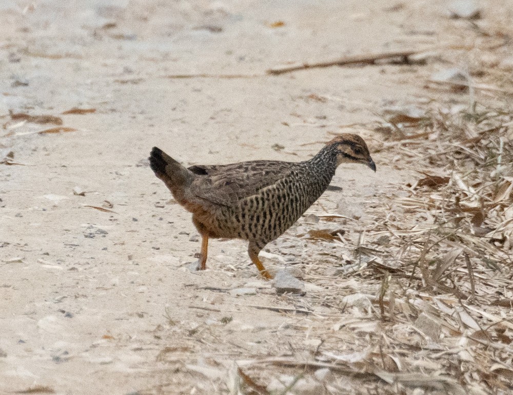 Chinese Francolin - ML620281230