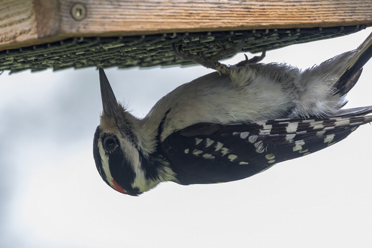 Hairy Woodpecker - Ric mcarthur