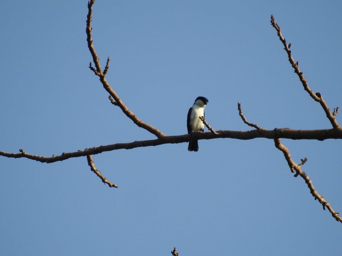 Philippine Falconet - ML620281232