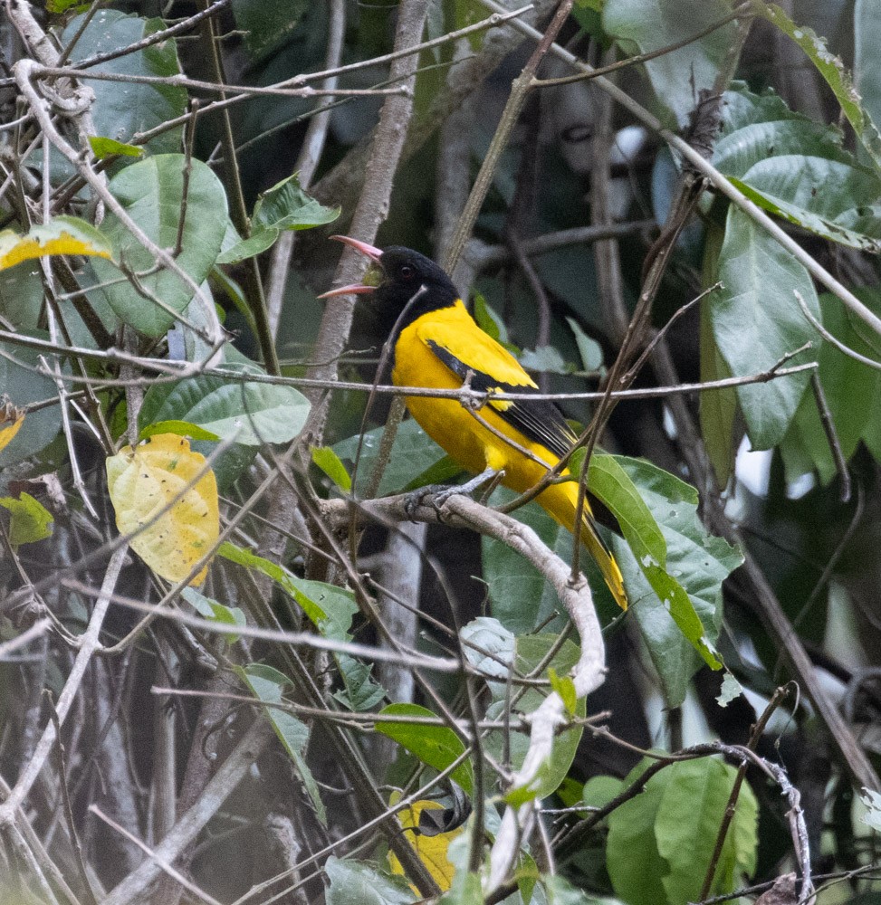 Black-hooded Oriole - ML620281239