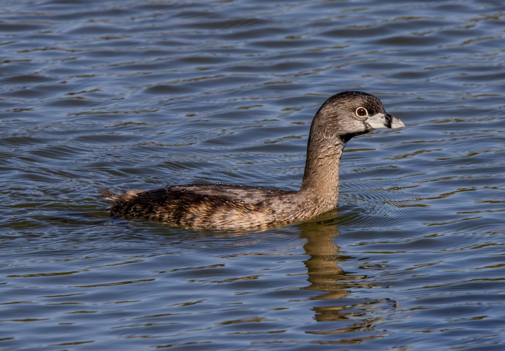 Pied-billed Grebe - ML620281252