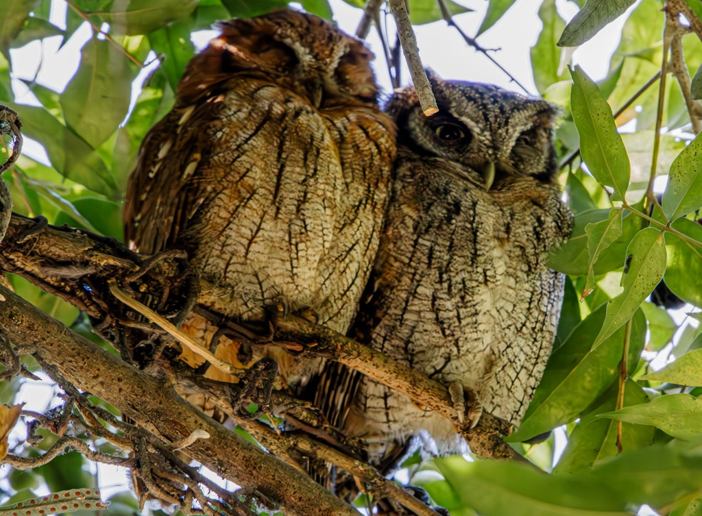 Tropical Screech-Owl - ML620281260