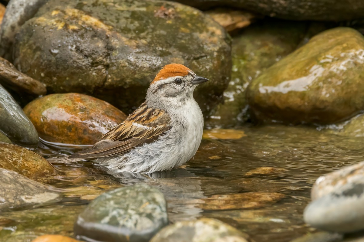 Chipping Sparrow - ML620281261