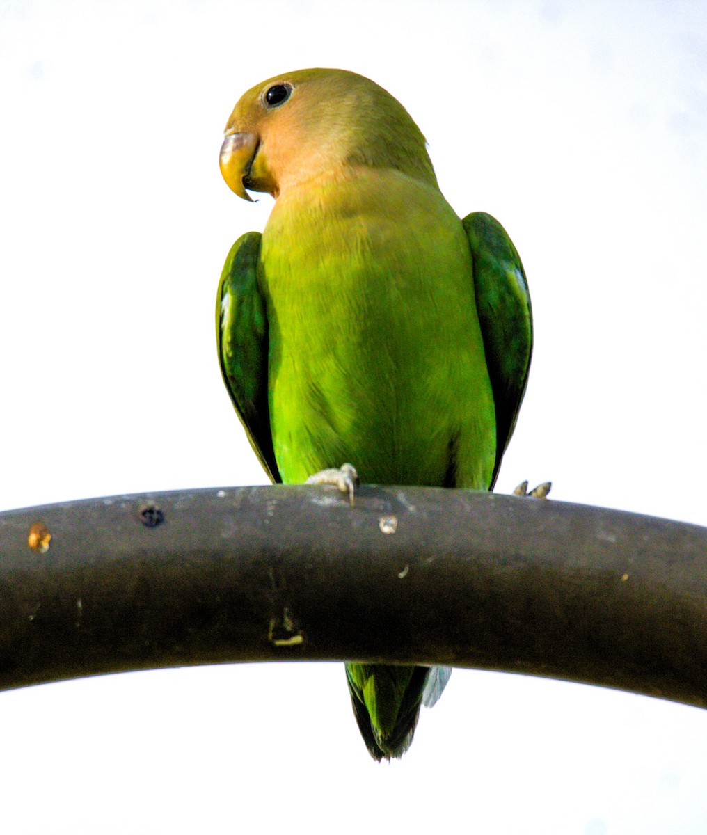 Rosy-faced Lovebird - ML620281278