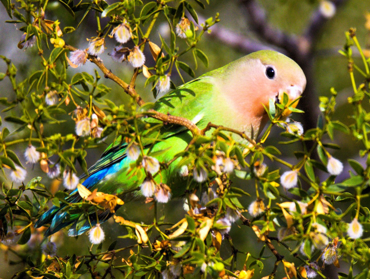 Rosy-faced Lovebird - Don Carney