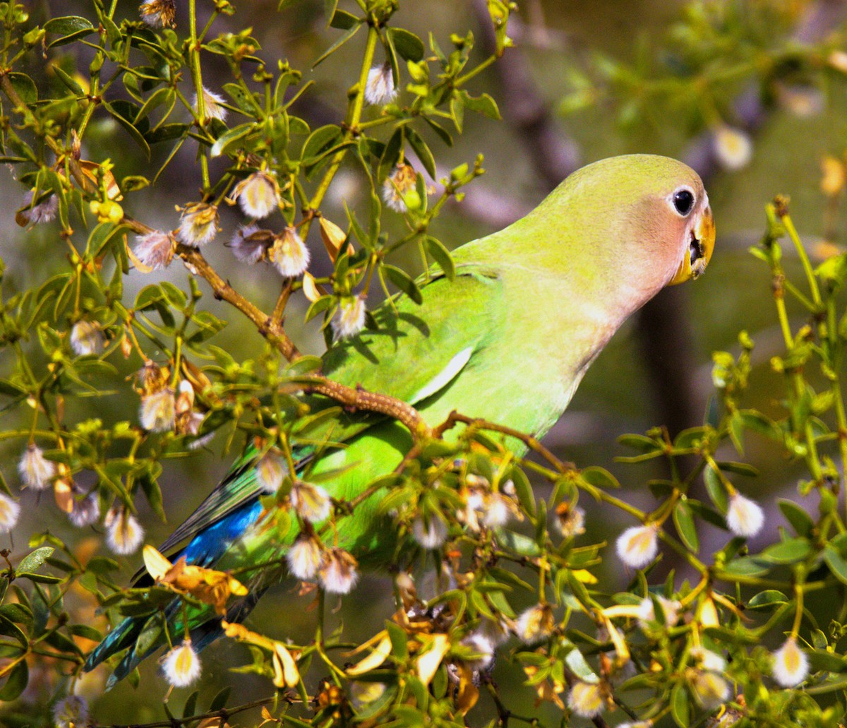 Rosy-faced Lovebird - ML620281282