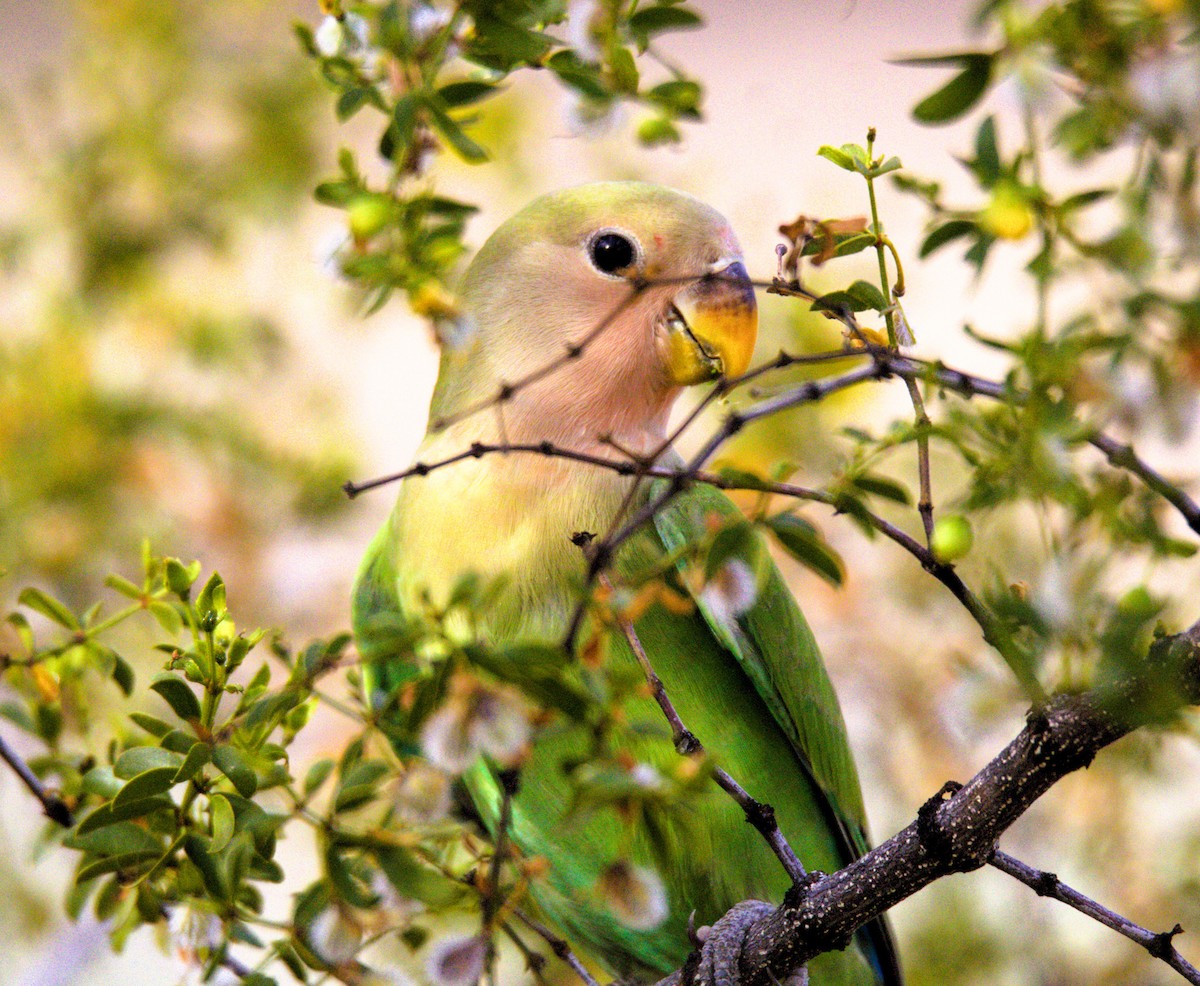 Rosy-faced Lovebird - ML620281283