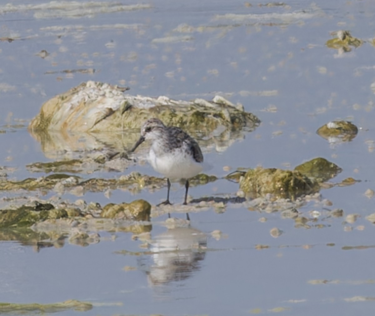 Little Stint - ML620281285