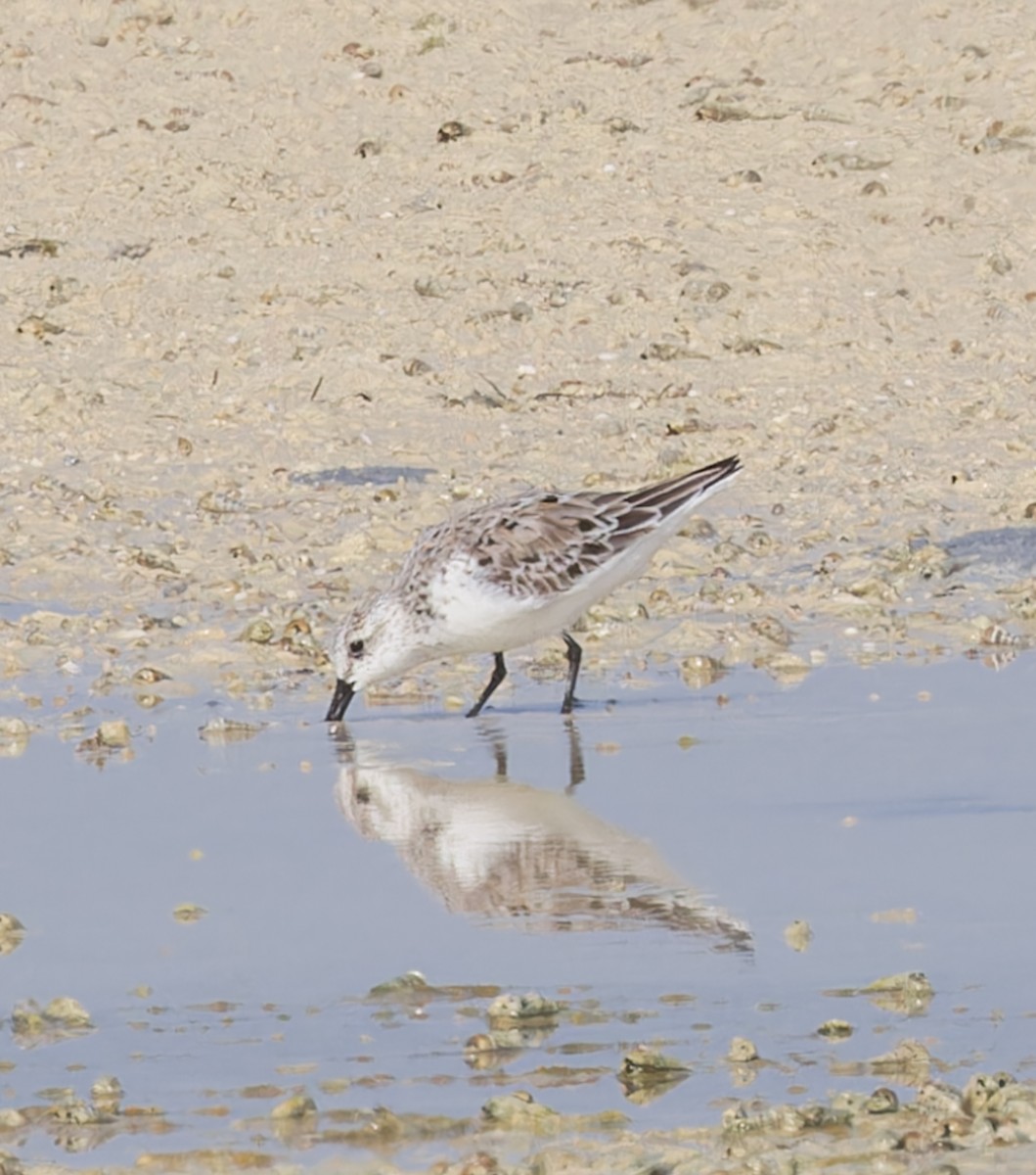 Little Stint - ML620281287