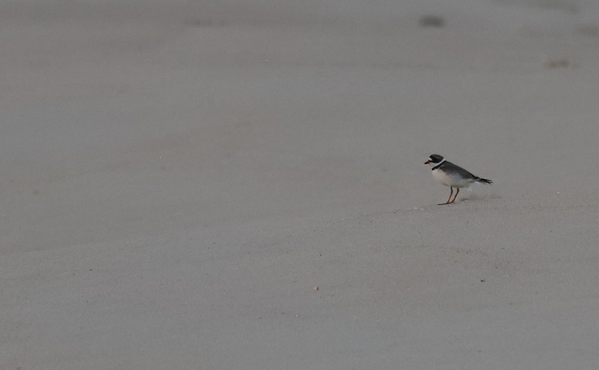Semipalmated Plover - ML620281299