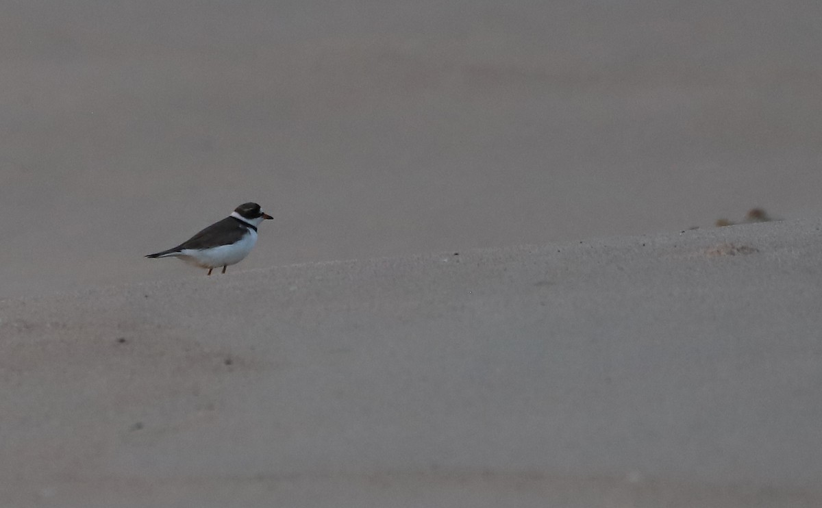 Semipalmated Plover - ML620281302