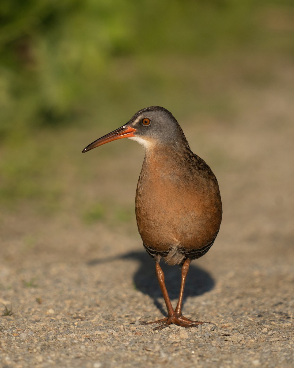 Virginia Rail - ML620281304