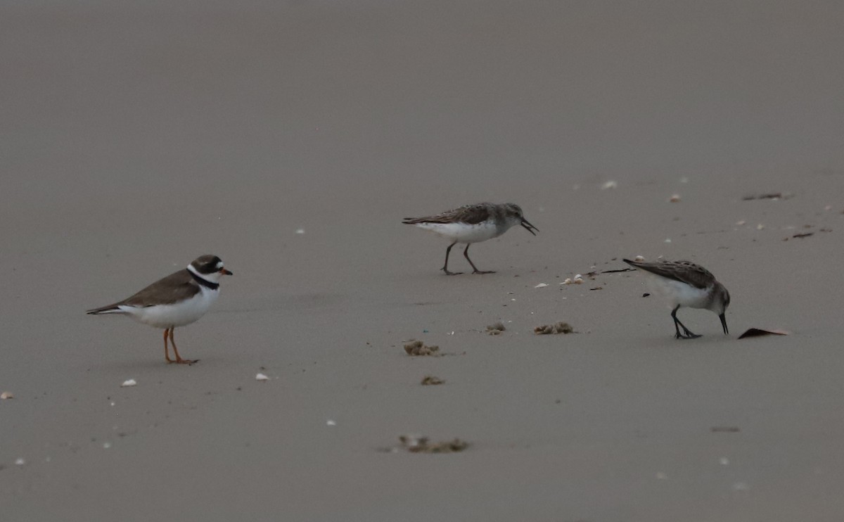 Semipalmated Plover - ML620281308