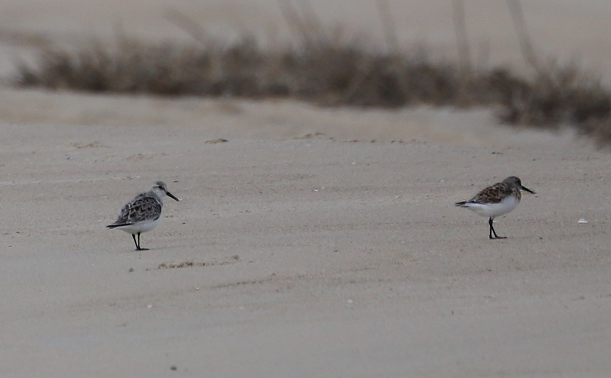 Bécasseau sanderling - ML620281310