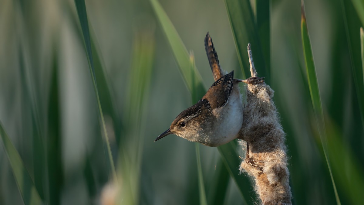 Marsh Wren - ML620281311