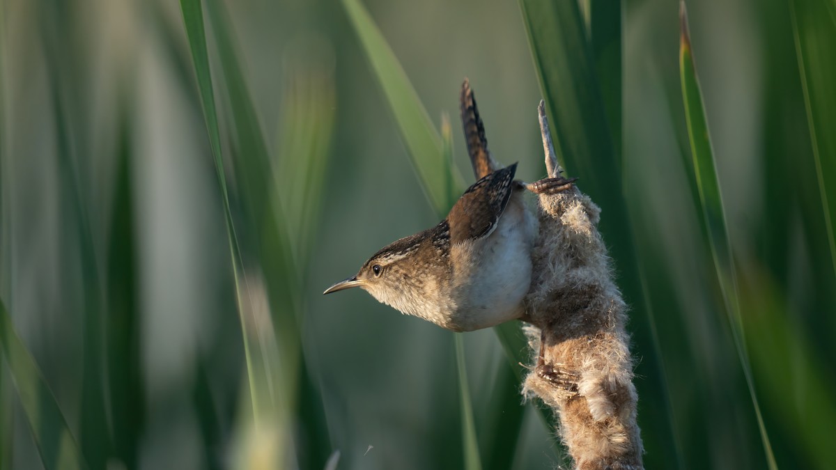 Marsh Wren - ML620281313