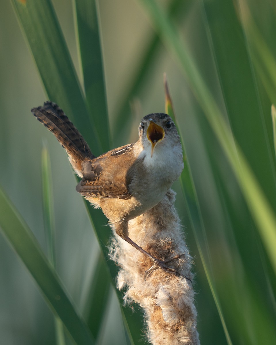 Marsh Wren - ML620281314