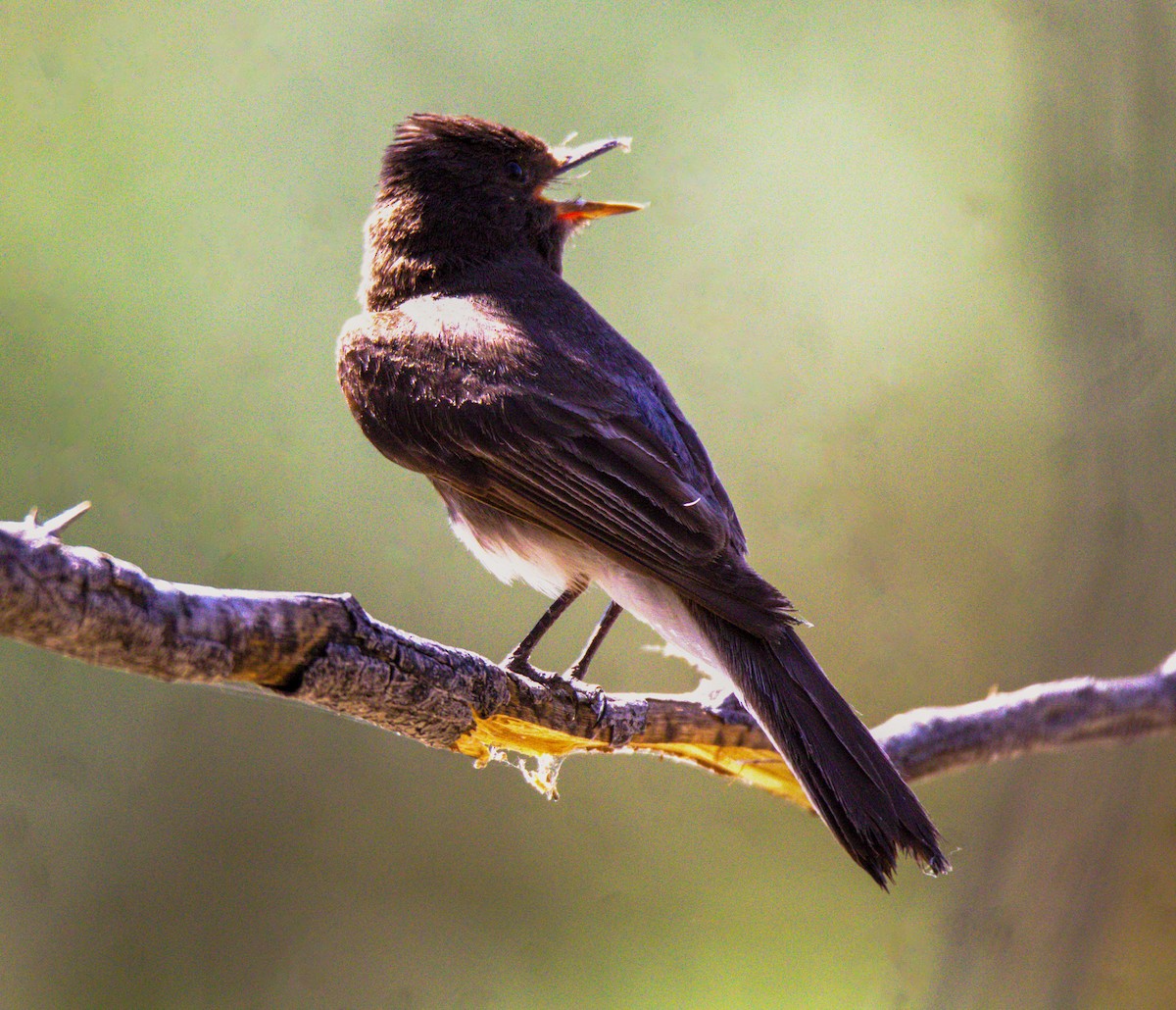 Black Phoebe - ML620281315