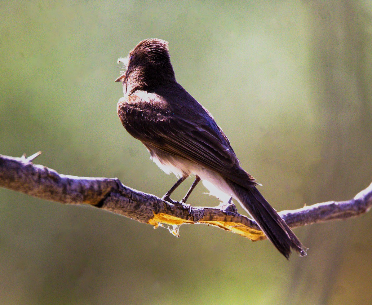 Black Phoebe - ML620281317