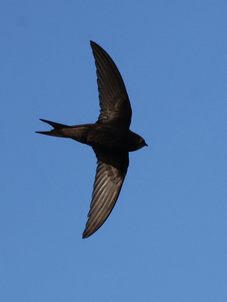 Common Swift - ML620281318