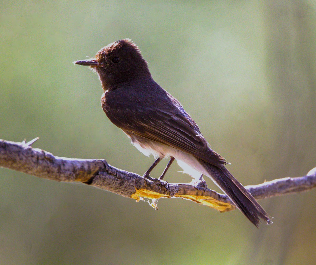 Black Phoebe - ML620281319