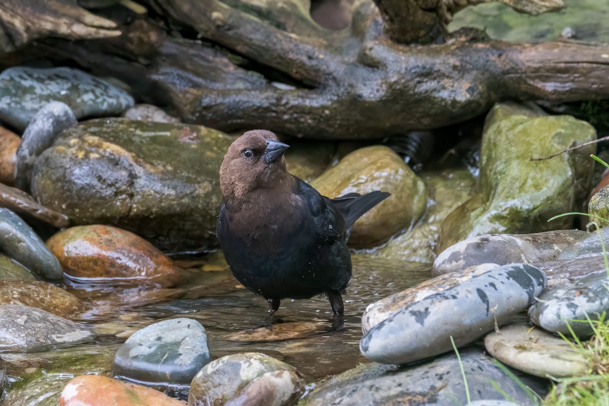 Brown-headed Cowbird - ML620281321