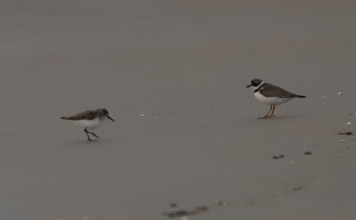 Semipalmated Sandpiper - ML620281322