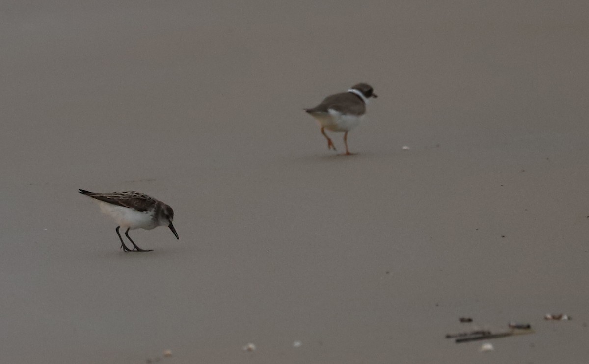 Semipalmated Sandpiper - ML620281325