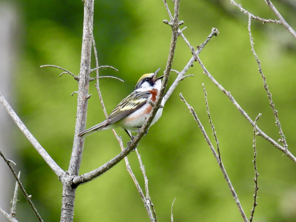 Chestnut-sided Warbler - ML620281328